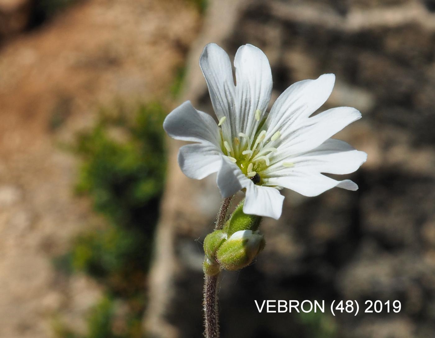 Mouse-ear, Field flower